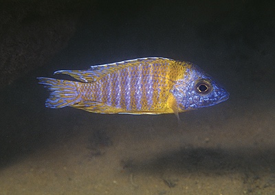 Aulonocara sp. 'stuartgranti maleri' Chidunga Rocks